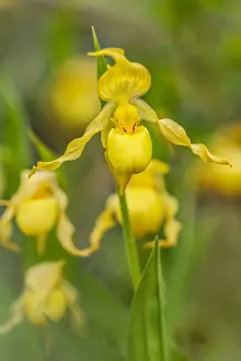 Slipper: Yellow Lady Slipper or Yellow Lady's slipper orchid