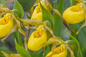 Slipper: Yellow Lady Slipper or Yellow Lady's slipper orchid