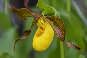 Slipper: Yellow Lady Slipper or Yellow Lady's slipper orchid