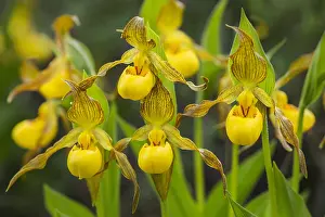 Slipper: Yellow Lady Slipper or Yellow Lady's slipper orchid