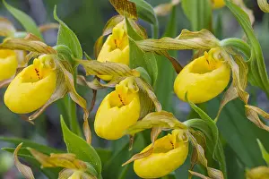Slipper: Yellow Lady Slipper or Yellow Lady's slipper orchid
