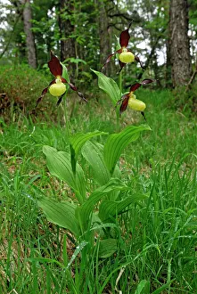 Slipper: Yellow Ladys Slipper Orchid