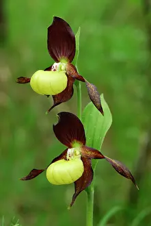 Slipper: Yellow Ladys Slipper Orchid