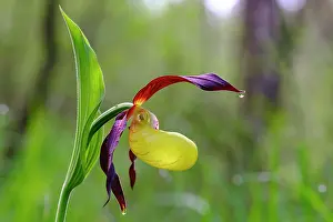 Slipper: Yellow lady's slipper orchid (Cypripedium calceolus)