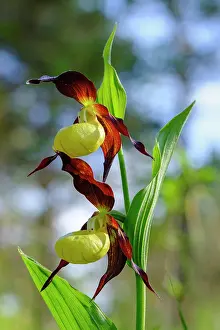 Slipper: Yellow lady's slipper orchid (Cypripedium calceolus)