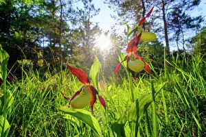 Slipper: Yellow lady's slipper orchid (Cypripedium calceolus)