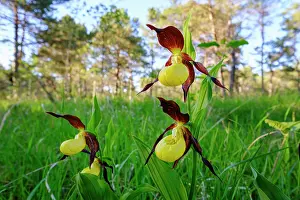 Slipper: Yellow lady's slipper orchid (Cypripedium calceolus)