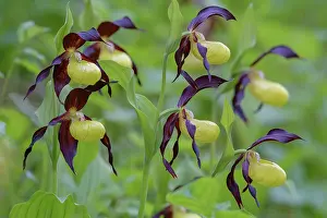 Slipper: Yellow lady's slipper orchid (Cypripedium calceolus)
