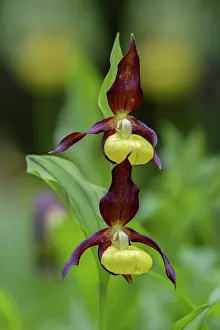 Slipper: Yellow lady's slipper orchid (Cypripedium calceolus)