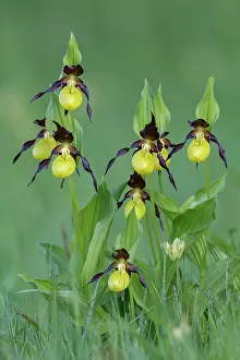 Slipper: Yellow lady's slipper orchid (Cypripedium calceolus)