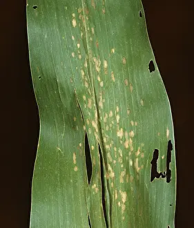 Maize: Yellow Leaf Blight on a Corn leaf