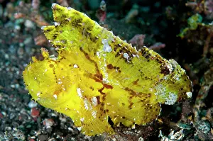 Appendage: Yellow Leaf Scorpionfish