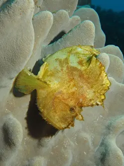 Scorpionfish: Yellow leaf scorpionfish (Taenianotus triacanthu