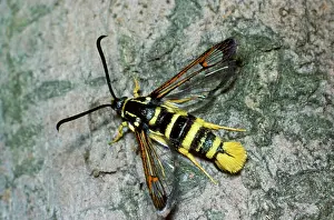 Vespiformis: Yellow-legged Clearwing Moth