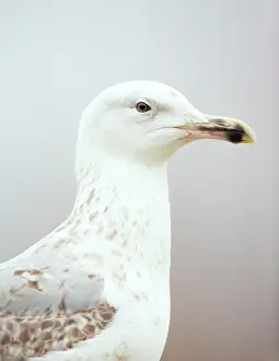 Bacs: Yellow-legged Gull