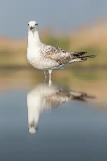 Bacs: Yellow-legged Gull