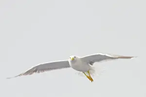 Fleeing: Yellow-legged Gull