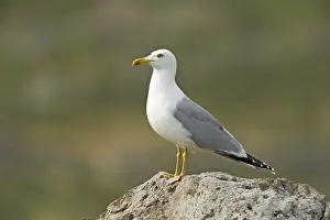 Cachinnans: Yellow-legged Gull