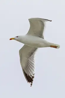 Cachinnans: Yellow-Legged Gull adult in flight