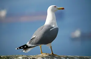 Cachinnans: Yellow-legged Gull / Caspian Gull