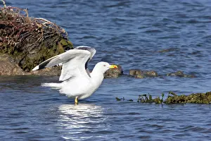 Cachinnans: Yellow-legged Gull / Caspian Gull