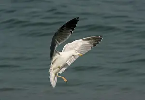 Defect: Yellow-legged Gull / Caspian Gull - with only one