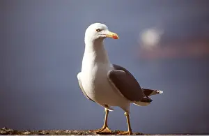 Gulls: Yellow-legged Gull / Caspian Gull