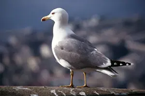 Gibraltar: Yellow-legged Gull / Caspian Gull