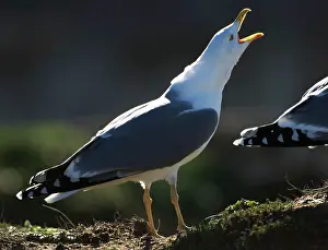 Cachinnans: Yellow-legged Gull / Caspian Gull - adult in winter