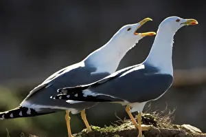 Cachinnans: Yellow-legged Gull / Caspian Gull - adult winter