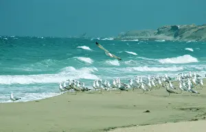 Michahellis: Yellow-legged Gull / Caspian Gull - on beach