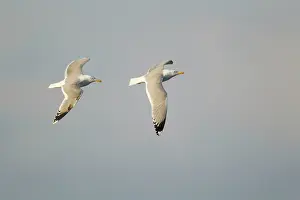 Michahellis: Yellow-legged Gull - chase in flight
