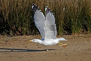 Michahellis: Yellow-legged Gull - in flight