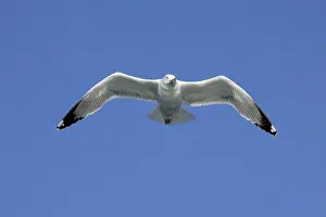 Michahellis: Yellow-legged Gull - in flight