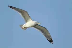 Michahellis: Yellow-legged Gull - in flight
