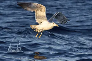 Gull: Yellow-legged Gull (Larus michahellis) flying