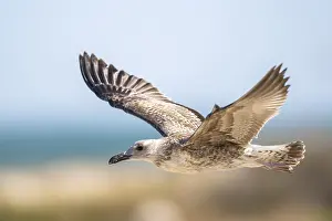 Sport: Yellow-legged gull (Larus michahellis) youngster