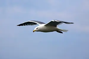 Marseille: Yellow-legged Gull - Marseille France