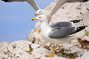 Marseille: Yellow-legged Gull - Marseille France