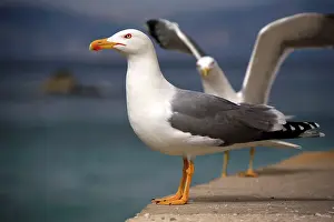 Marseille: Yellow-legged Gull - Marseille France