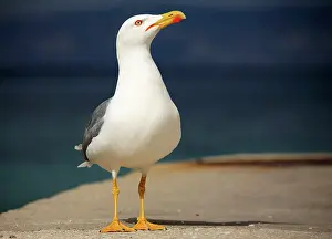 Marseille: Yellow-legged Gull - Marseille France