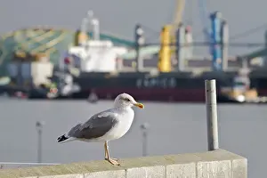 Cachinnans: Yellow-Legged Gull - resting on harbour
