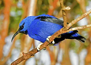 Creeper: Yellow Legged Honeycreeper