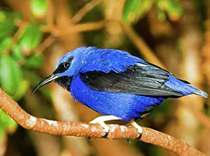 Creeper: Yellow Legged Honeycreeper