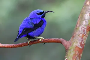 Caeruleus: Yellow-legged honeycreeper, native to South America