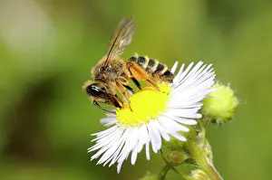 Gather: Yellow-legged Mining Bee (Andrena flavipes) female