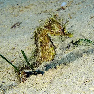 Pipefish: Yellow longnose seahorse (Hippocampus guttulatus)