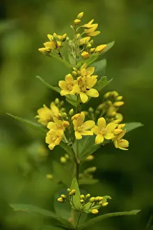 Loosestrife: Yellow loosestrife