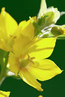 Punctata: Yellow loosestrife