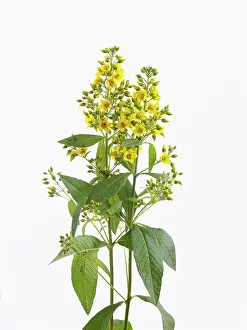 Loosestrife: Yellow loosestrife
